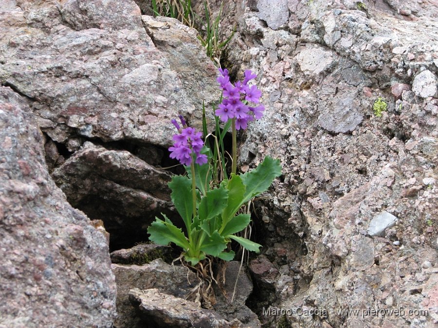 09_Fiori tra le rocce.JPG - 09 - Fiori tra le rocce